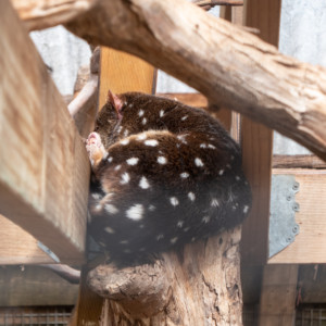 im Bonorong Sanctuary