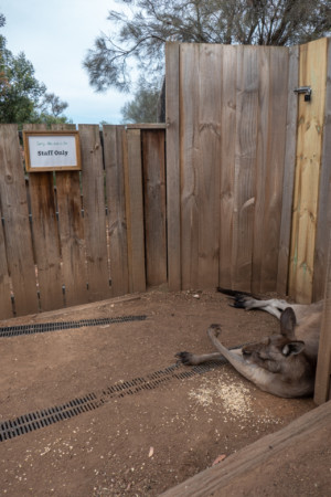 Känguru im Bonorong Sanctuary