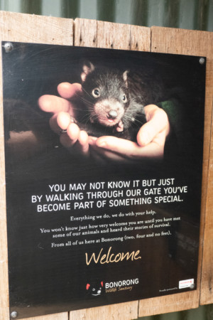 im Bonorong Wildlife Sanctuary - der Auffangstation für verletzte und verwaiste Tiere, sogar mit Operationssaal